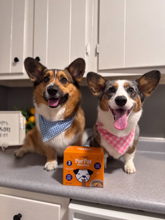 Pat Pat Noodles - Probiotic Ramen for Dogs