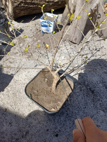 Foto de cliente Novari