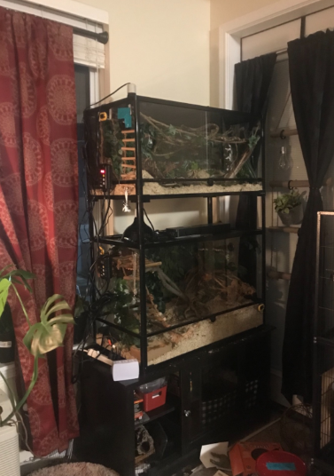 REPTI ZOO Stackable Reptile Terrarium  (2 tanks stacked)